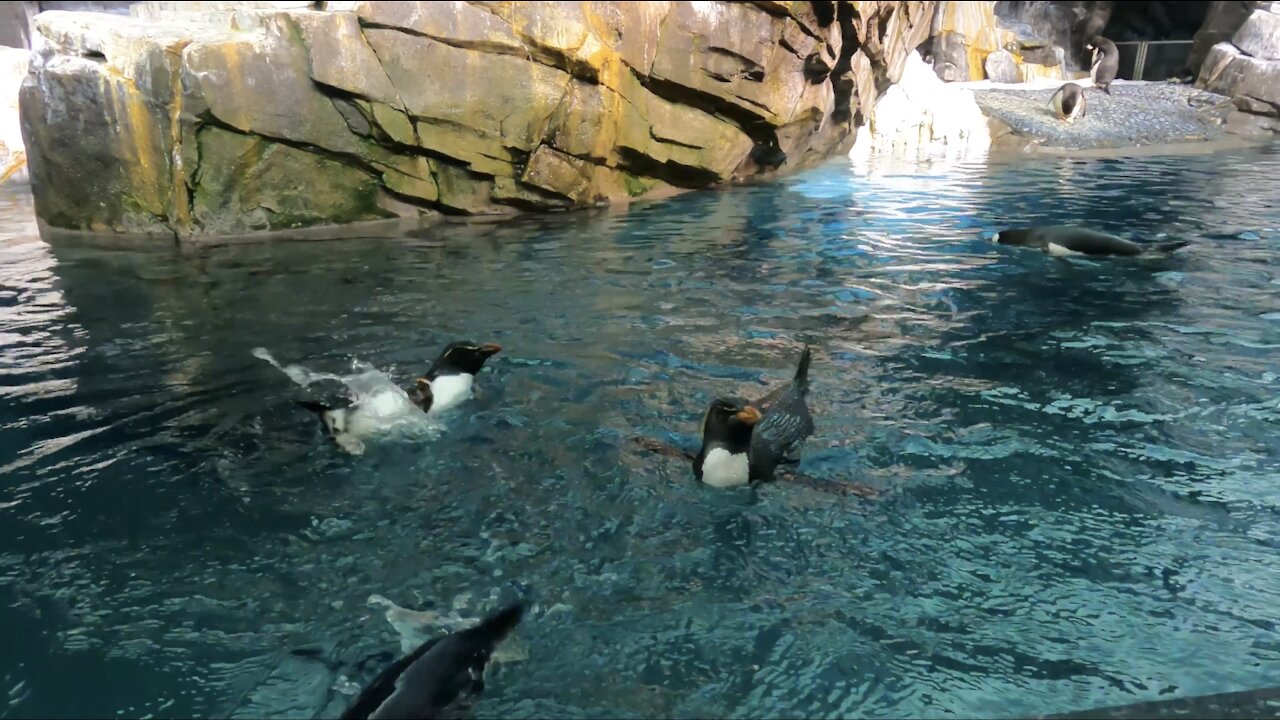 Adorable Penguins Having Fun Swimming