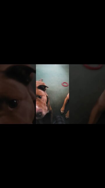 why do dogs lick? #pitbull #labrador