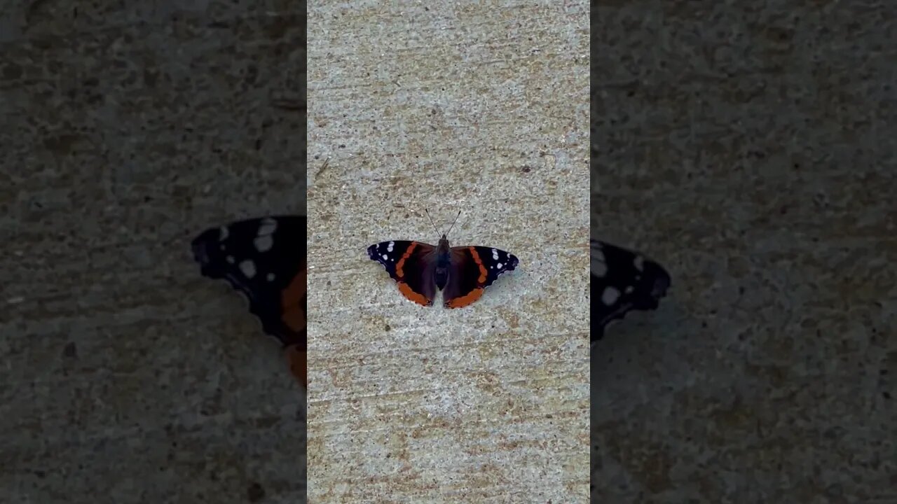 Red Admiral butterfly 🦋