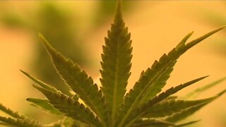 'Coalition to Regulate Marijuana Like Alcohol' launches new bid to legalize recreational cannabis