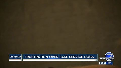 Frustration mounts over fake service dogs in Colorado