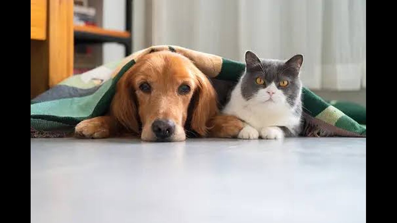 Funny cat and dog