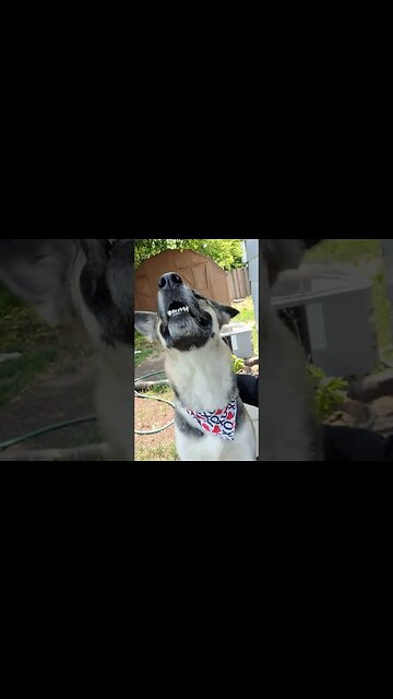 💜 Do You Think I'm Cute? #cute #dogs #doggo #huskymix #cutedog #dogs