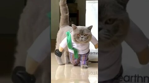 Gatti #cat #funnycats #funnyanimals #shorts #viral