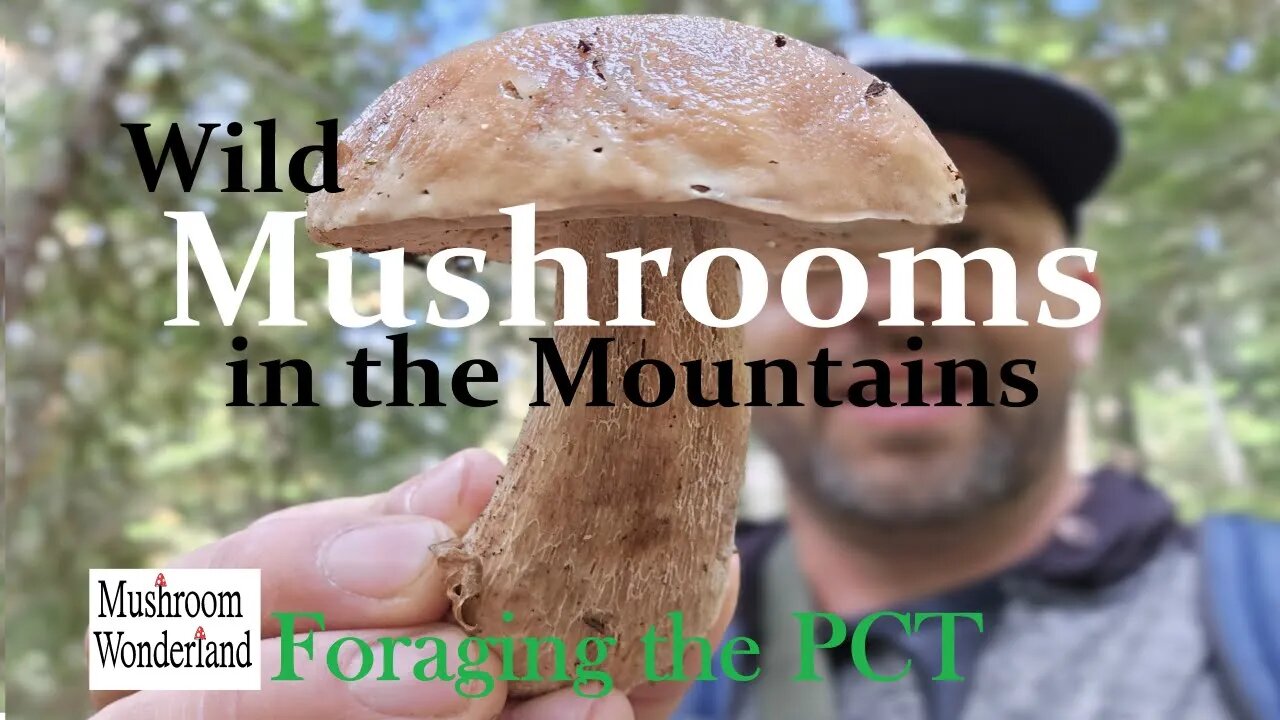 Wild Mushrooms in the Mountains- Foraging the PCT- Porcini, Chanterelles, Bears Head, More