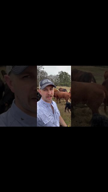 Day 6 of 30 days of #calving . #farm #farmlife #ranch #ranchlife #cow #calf #cattle