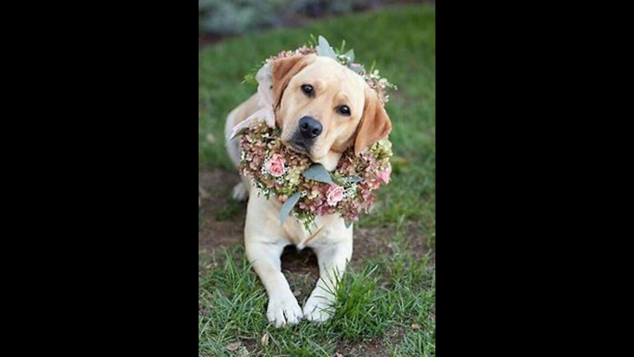 Dog's wedding gone viral