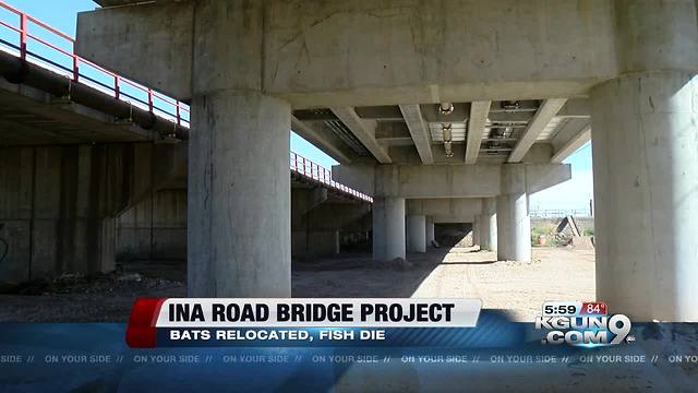 Ina Road Bridge construction disrupting wildlife