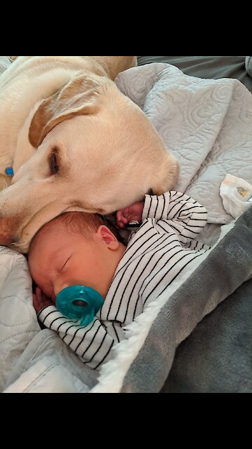 Sweetest dog ever cuddles with newborn baby