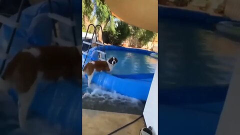 This Dog Can’t WAIT to go Swimming! #funnydogs #funnydogvideos #dogs #funnydogvideos2023