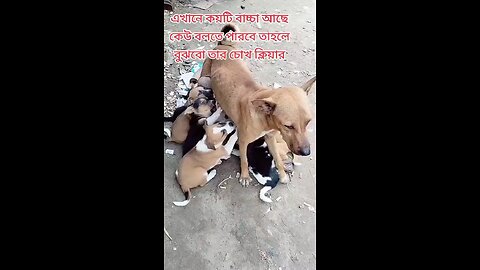 এই আমাদের বাংলাদেশ ফসল