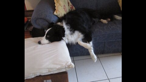 Cat owns Border collie