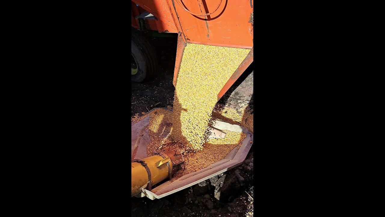 step back in time grain drying