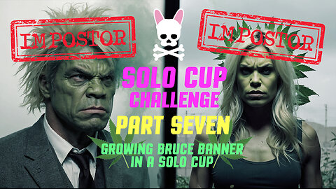 Bruce Banner Autoflower - 18oz cup - Episode 7 - Spider Farmer SF2000