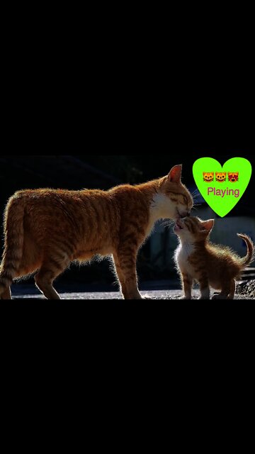 Funny Cats and Kittens Meowing Compilation #10 #shorts