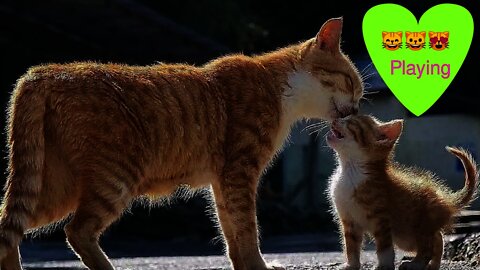 Funny Cats and Kittens Meowing Compilation #10 #shorts