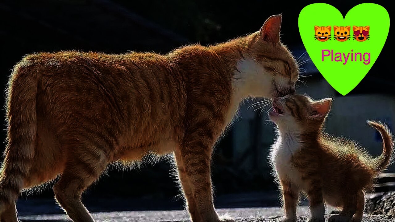Funny Cats and Kittens Meowing Compilation #10 #shorts