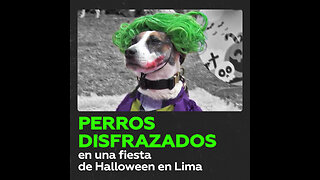 Perritos con disfraces terroríficos compiten en una exhibición en vísperas de Halloween