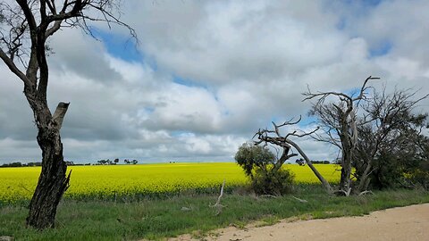 Beautiful Mustard Fields