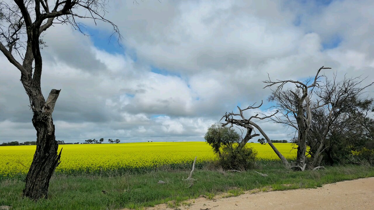 Beautiful Mustard Fields