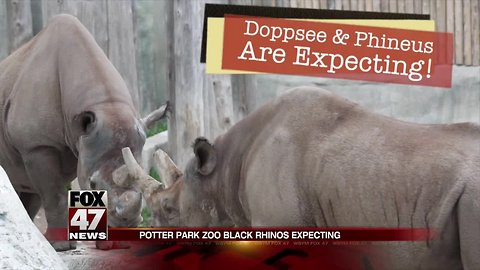 Potter Park Zoo announces critically endangered Black Rhino pregnancy