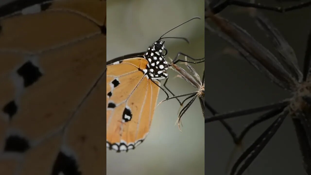 Butterfly is a unique due to it life form🦋🦋🦋