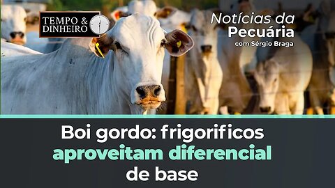 Boi gordo: frigorificos aproveitam diferencial de base, avançaram no mercado a termo