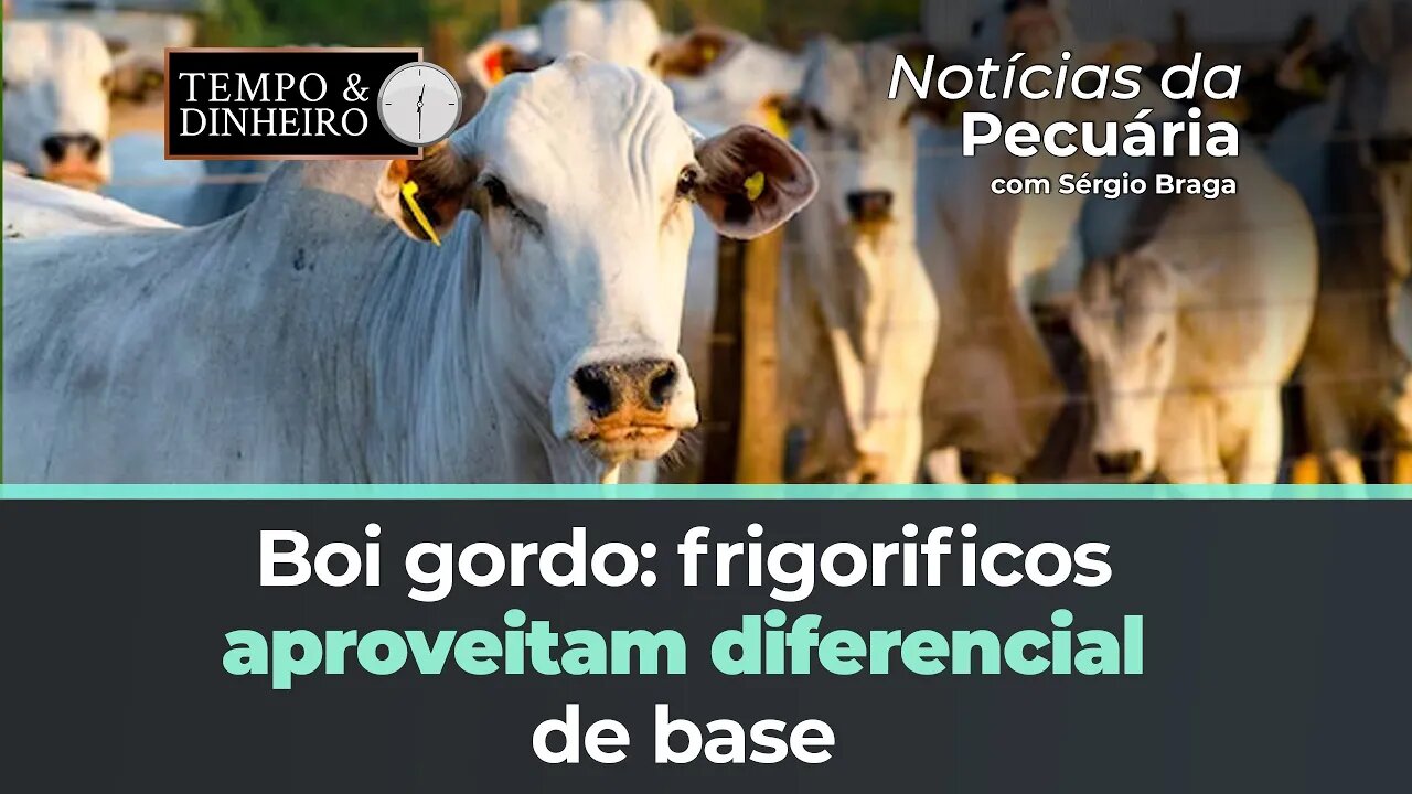 Boi gordo: frigorificos aproveitam diferencial de base, avançaram no mercado a termo