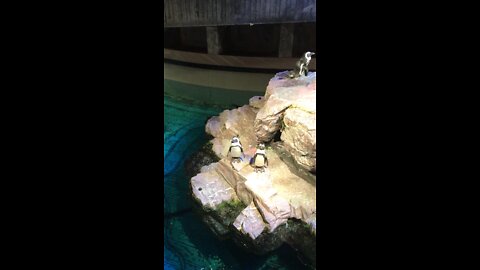 Penguins