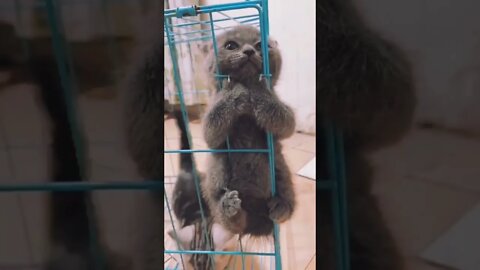 "Please Let Me Out" 🥺