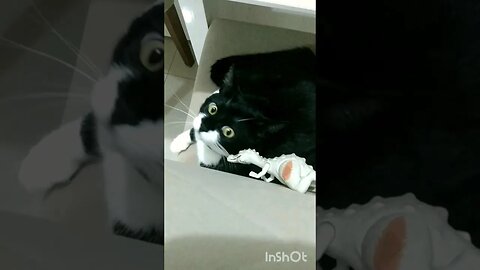 Gatinho Bartolomeu Tunico brincando no sábado. 😺😺