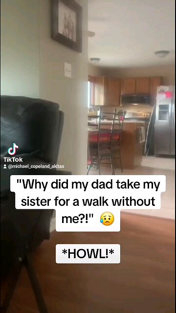 Akita Howls in Sadness!