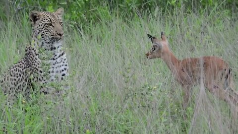 Incredible footage of leopard behaviour during impala kill - Sabi Sand Game Reserve, South Africa-6