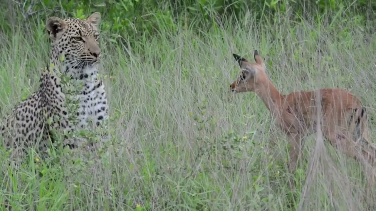 Incredible footage of leopard behaviour during impala kill - Sabi Sand Game Reserve, South Africa-6