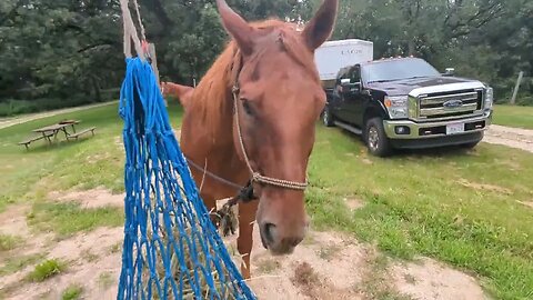 Highlined Hoses Eating Hay 😁🐴