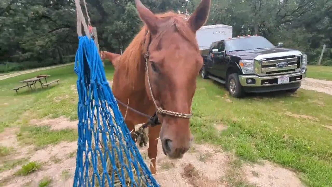 Highlined Hoses Eating Hay 😁🐴