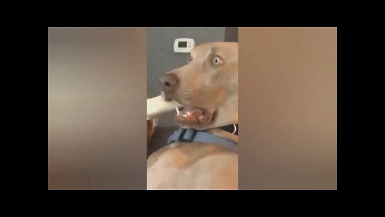 Funny animals - Funny cats / dogs - Funny animal videos / Best videos 2023#3