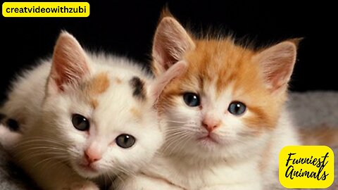 Funniest Animals 2023 😅 New Funny Cats and Dogs