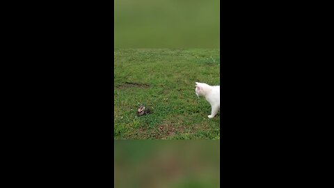 how fast is a cat ? amazing cats