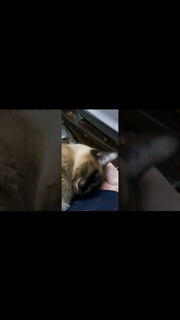 good lovings #cat #viral