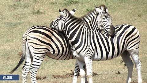 Cute Baby African Animals Love to Play