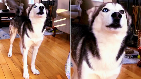 Impatient husky wants to go for a walk