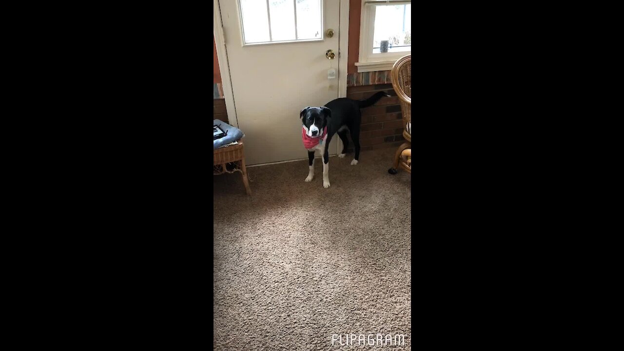 Dog learns how to ring doorbell to come back inside