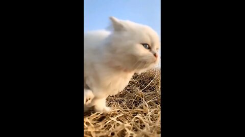 Funny animal videos Cute anima l videos Funny dog&cat videos Hilarious pet videos | funny video