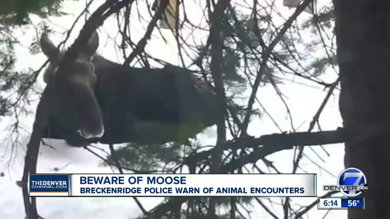 Beware of moose: Breckenridge police warn of animal encounters
