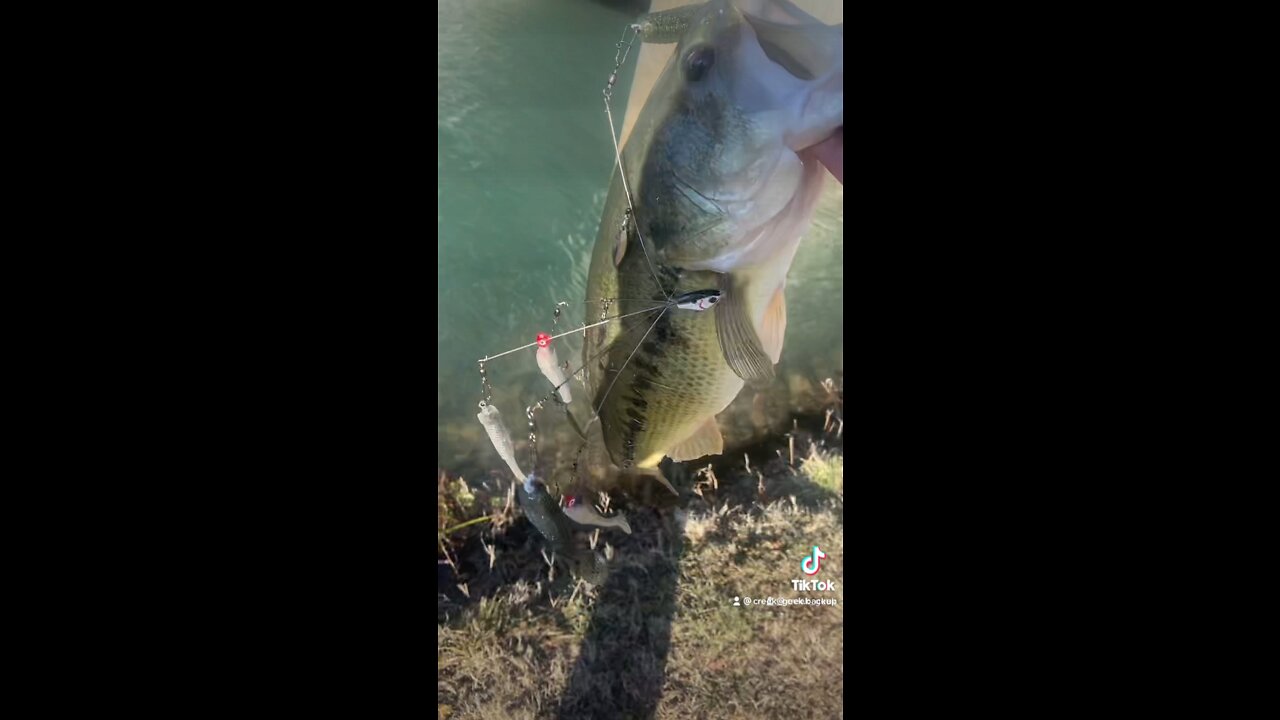 Big bass caught at a local park