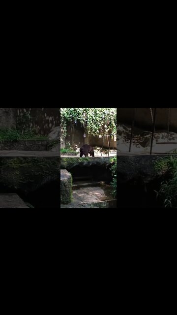 Brown Bear is out for a walk.