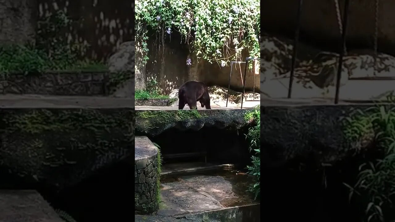 Brown Bear is out for a walk.