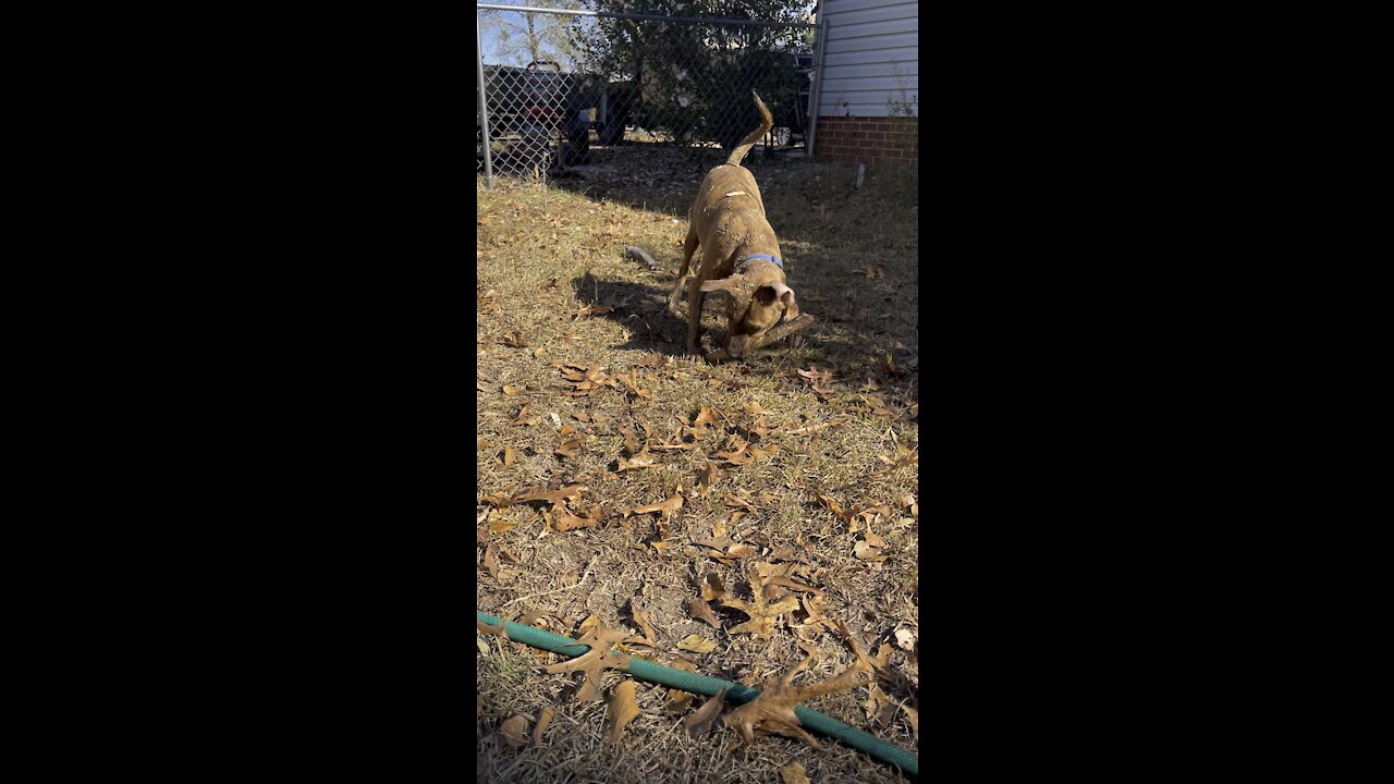 Tigger enjoying his stick gets interrupted by his sister