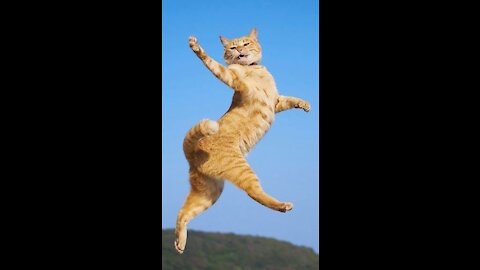 amazing catstagram